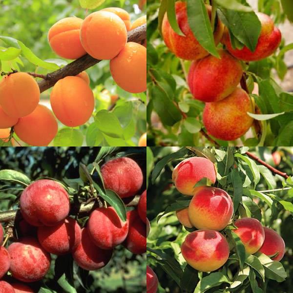 Salade de fruits (4 dans 1) (Prunier 4 en 1 ‘Fruit Salad’)