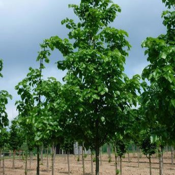 Tilia cordata 'Norlin' (Tilleul à petites feuilles ‘Norlin’ (ou ’Ronald’))