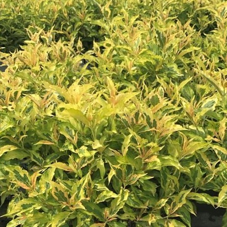 Weigela florida 'My Monet Sunset' PW (Weigela ‘My Monet Sunset’)