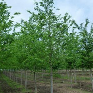 Orme hybride ‘Homestead’ (Ulmus 'Homestead')