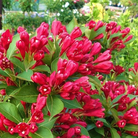 Weigela 'Crimson Kisses' PW (Weigela ‘Crimson Kisses’)