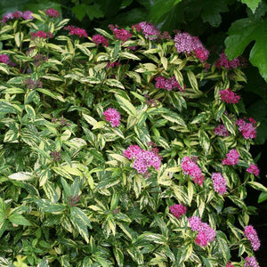 Spiraea japonica 'Double Play Painted Lady' PW (Spirée japonaise ‘Double Play Painted Lady’)
