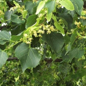 Tilia cordata 'Greenspire' (Tilleul à petites feuilles ‘Greenspire’)