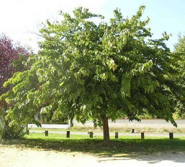 Morus alba 'Tatarica' (Mûrier blanc de Russie)