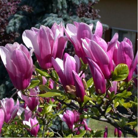 Magnolia 'Susan' (Magnolia ‘Susan’)