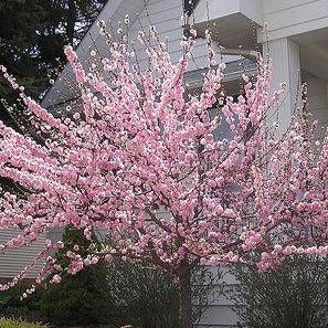 Prunus triloba var. multiplex (sur tige) (Amandier à fleurs doubles sur tige)