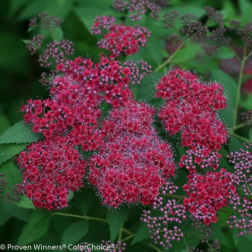 Spiraea japonica 'Double Play Red' PW (Spirée japonaise ‘Double Play Red’)