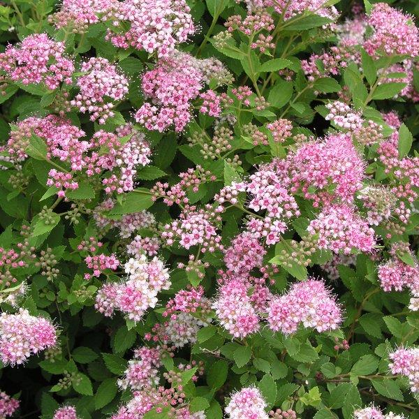 Spiraea japonica 'Little Princess' (Spirée japonaise ‘Little Princess’)