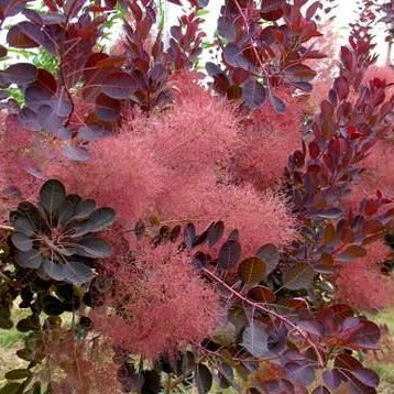 Cotinus coggygria 'Royal Purple' (Arbre à perruque ‘Royal Purple’)