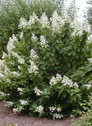 Hydrangea paniculata 'Tardiva' (Hydrangée paniculée ‘Tardiva’)