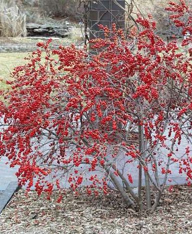 Ilex aquifolium 'Red Sprite' (femelle) (Houx ‘Red Sprite’)