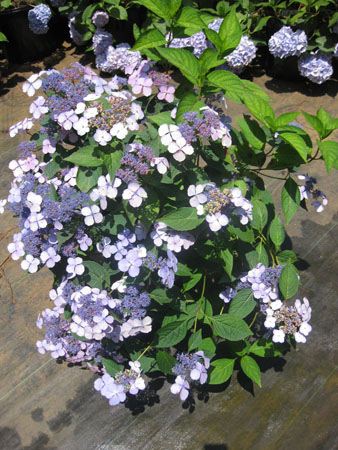 Hydrangea serrata 'Bluebird' (Hydrangée ‘Blue Bird’)