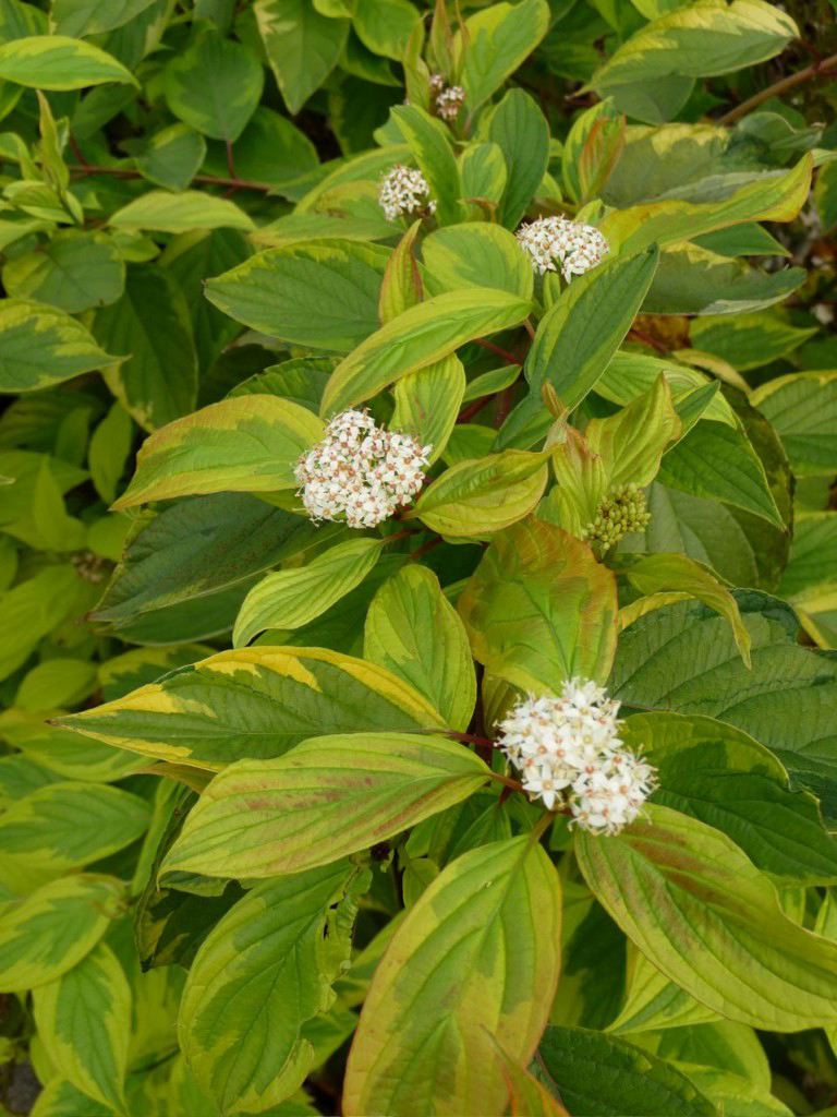 Cornus alba 'Gouchaultii' (Cornouiller panaché ‘Gouchaultii’)