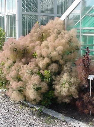 Cotinus coggygria (Arbre à perruque commun)