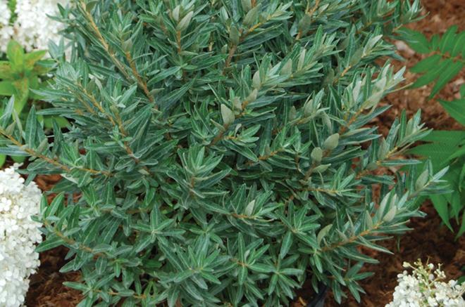 Hippophae rhamnoides 'Silver star' (mâle) (Argousier mâle ‘Silver Star’)