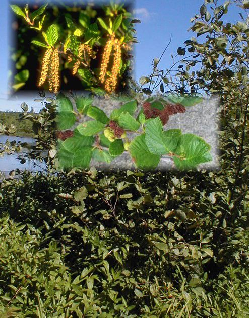 Alnus rugosa (Aulne rugueux)