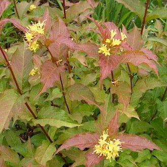 Diervilla lonicera 'Copper' (Dierville chèvrefeuille ‘Copper’)