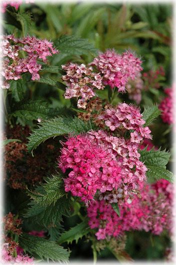 Spiraea X japonica Crispa (Spirée ‘crispée’)