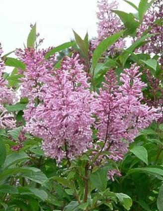 Syringa prestoniae 'James Mcfarlane' (Lilas de Preston ‘James MacFarlane’)