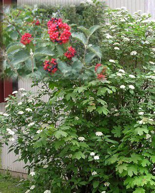 Viburnum lantana (Viorne ‘Commun’)