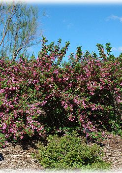 Weigela 'Pink Princess' (Weigela ‘Pink Princess’)