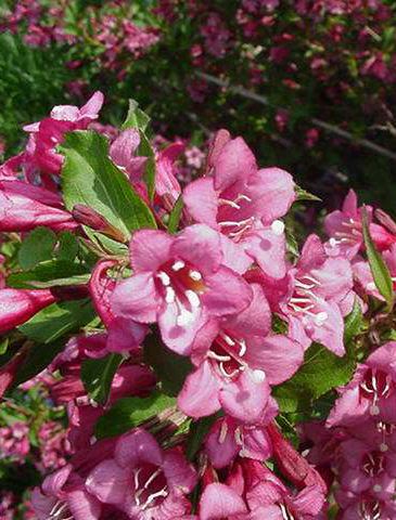 Weigela florida 'Rumba' (Weigela ‘Rumba’)