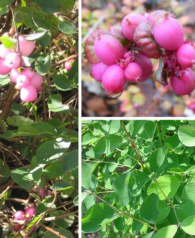 Symphoricarpos 'Magic Berry' (Symphorine ‘Magic Berry’)