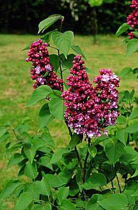 Syringa vulgaris 'Paul Thirion' (Lilas commun ‘Paul Thirion’)