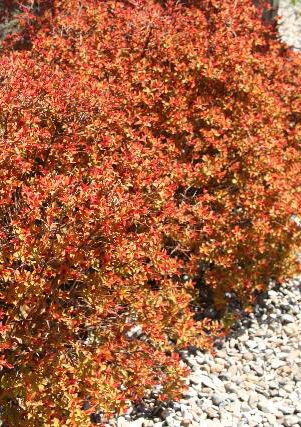 Spiraea bumalda 'Flaming Mound' (Spirée ‘Flaming Mound’)