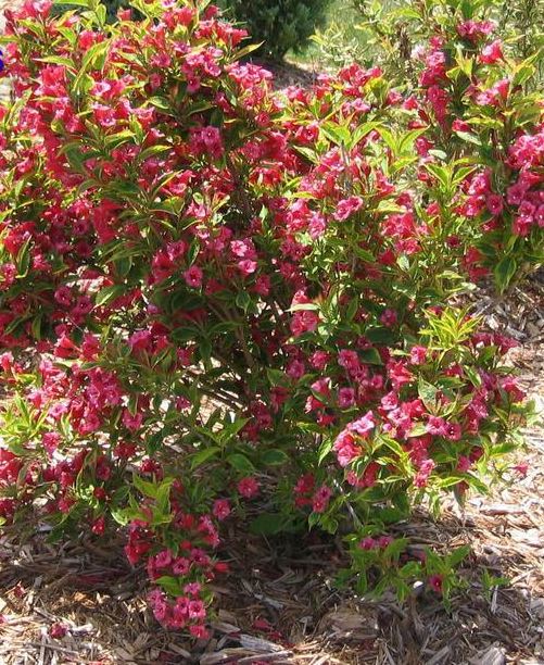 Weigela florida 'French Lace' (Weigela florida ‘French Lace’)