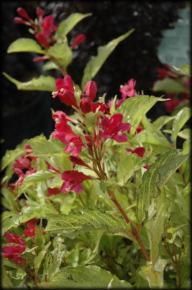 Weigela florida 'Ghost' PW (Weigela ‘Ghost’)