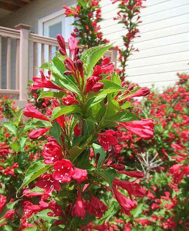 Weigela 'Samba' (Weigela ‘Samba’)