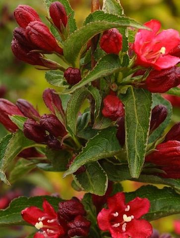 Weigela 'Courtanin' (Weigela ‘Courtanin’)