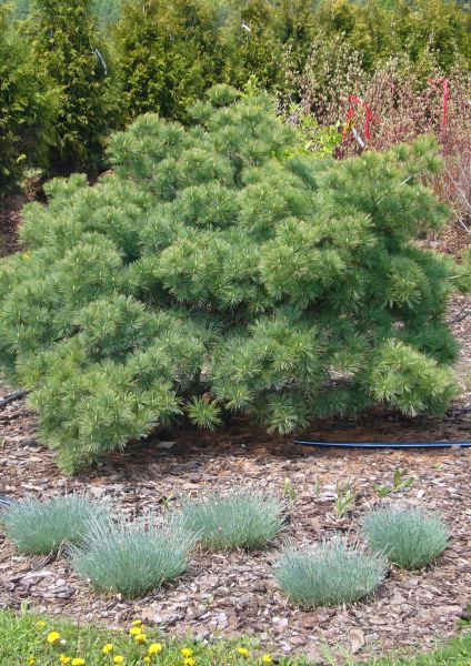 Pinus strobus 'Blue Shag' (Pin blanc ‘Blue Shag’)