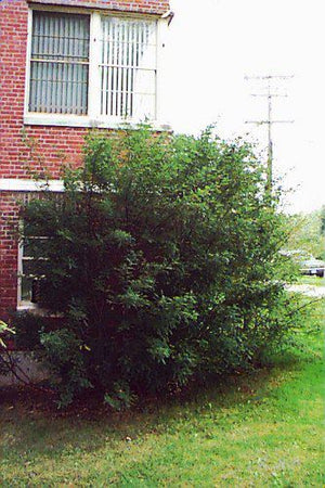 Caragana arborescens (Caraganier de Sibérie)