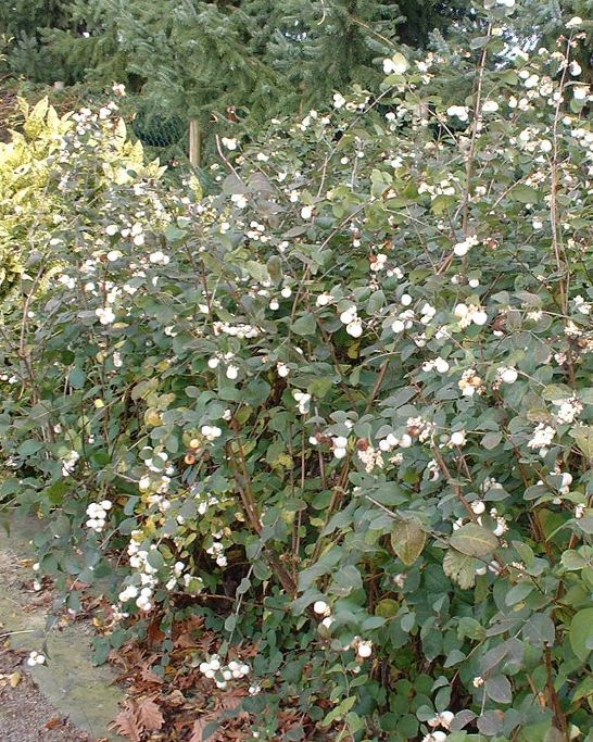 Symphoricarpos albus (Symphorine blanche)