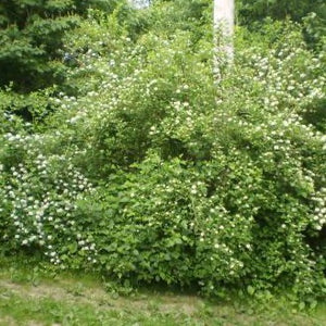 Physocarpus opulifolius (Physcocarpe à feuilles d’obier)