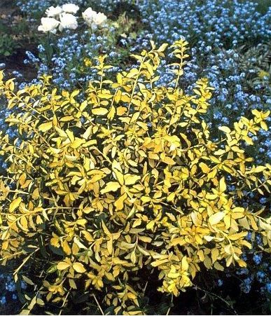 Euonymus fortunei 'Blondy' (Fusain de Fortune ‘Blondy’)