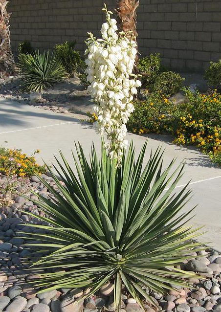 Yucca filamentosa 'Adam's Needle' (Yucca filamentosa 'Adam's Needle')