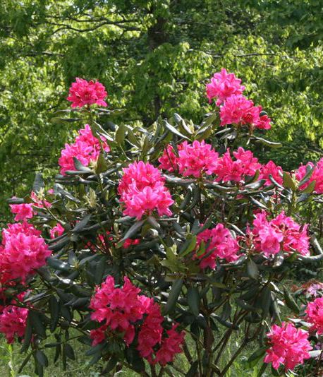 Rhododendron hybrid 'Nova Zembla' (Rhododendron catawbiense ‘Nova Zembla’)