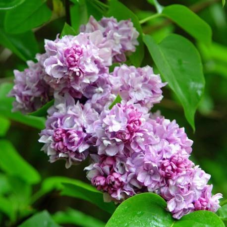 Syringa vulgaris ' Katherine Havemeyer' (Lilas commun ‘Katherine Havemeyer’)