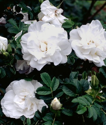 Rosa 'Blanc de Coubert' Arbuste (Rosier ‘Blanc de Coubert’)