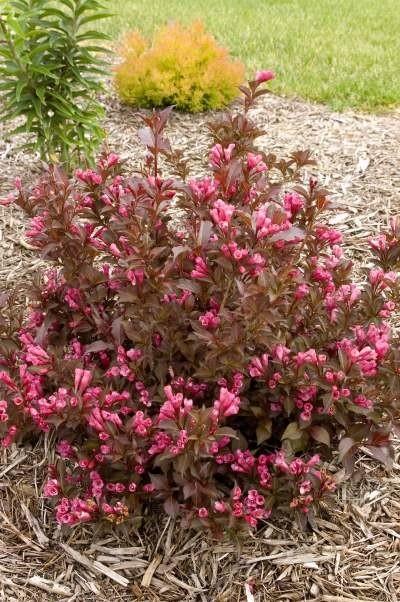 Weigela florida 'Shining Sensation' (Weigela ‘Shining Sensation’)