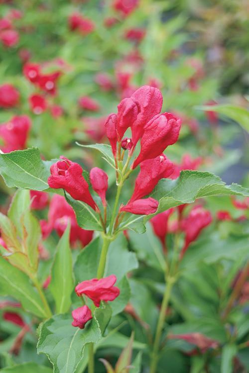 Weigela florida 'Sonic Bloom' PW (Weigela ‘Sonic Red’)