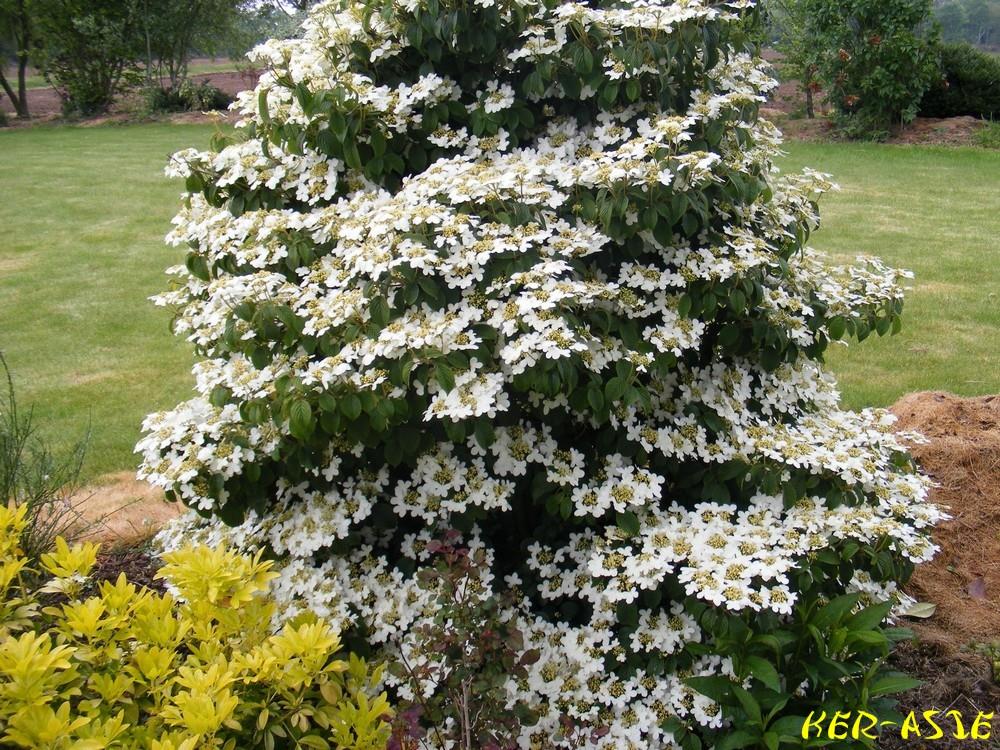 Viburnum plicatum 'Snowflake' (Viorne de Chine ’Summer Snowflake’)