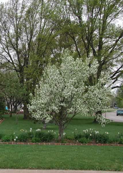 Malus 'Snowdrift' (Pommetier ‘Snowdrift’)