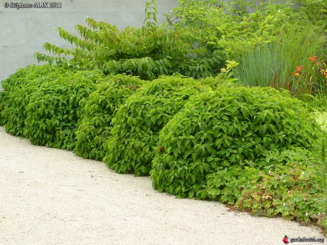 Cornus stolonifera 'Kelsey' (Cornouiller stolonifère ‘Kelsey’)