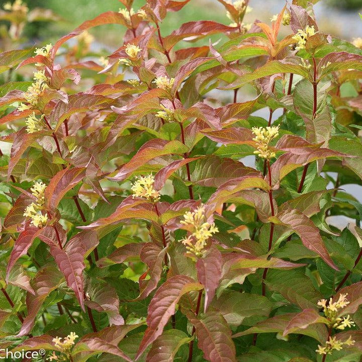 Diervilla 'Kodiak orange' PW (Dierville ‘Kodiak Orange’)