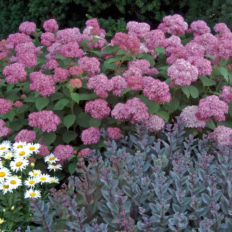 Hydrangea arborescens 'Invincibelle' PW (Hydrangea arborescens ‘Invincibelle’)