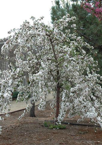 Malus 'Red Jade' (Pommetier ‘Red Jade’)